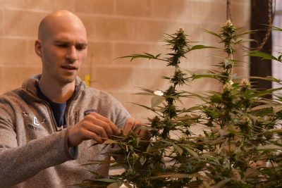 White man tending to a cannabis plant