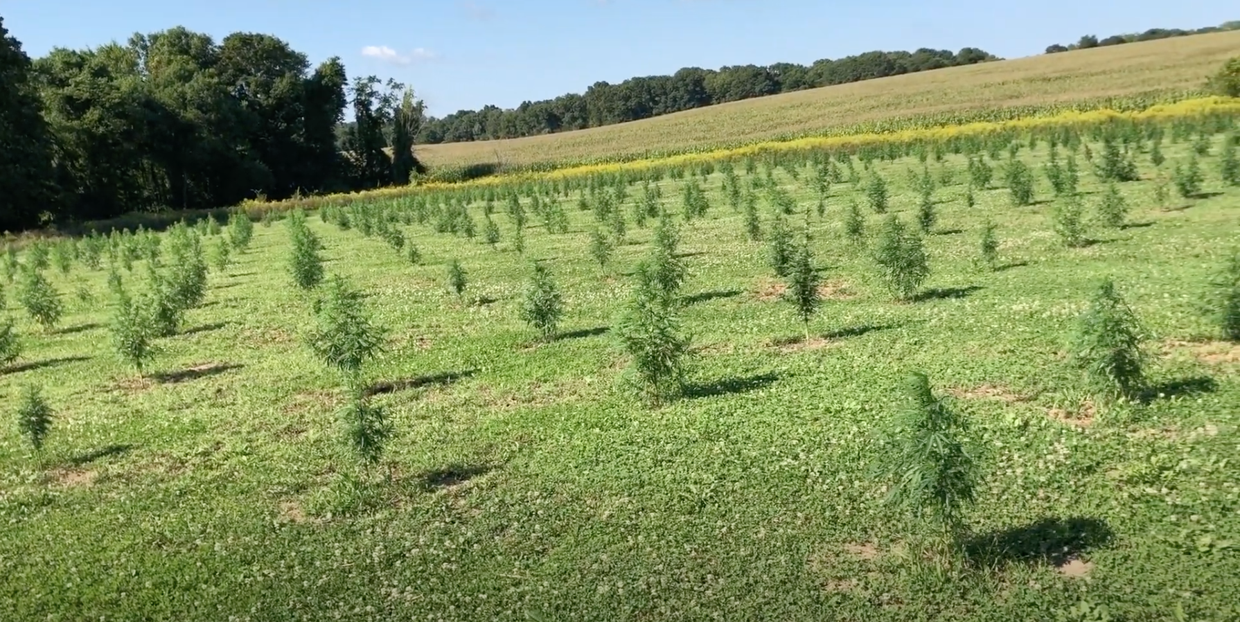 hemp growing in eastern Connecticut